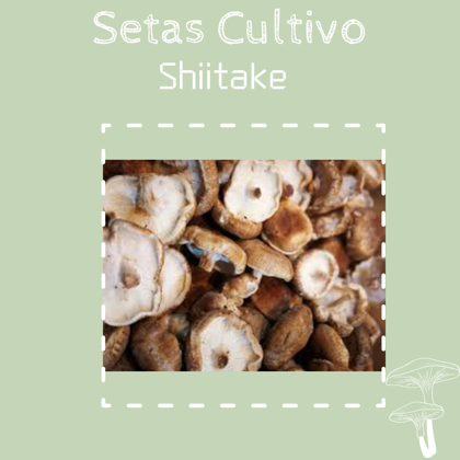 Shiitake