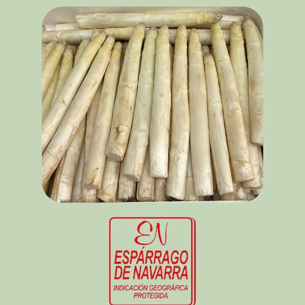 Espárrago Blanco