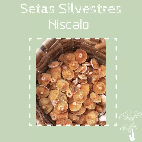 Níscalo