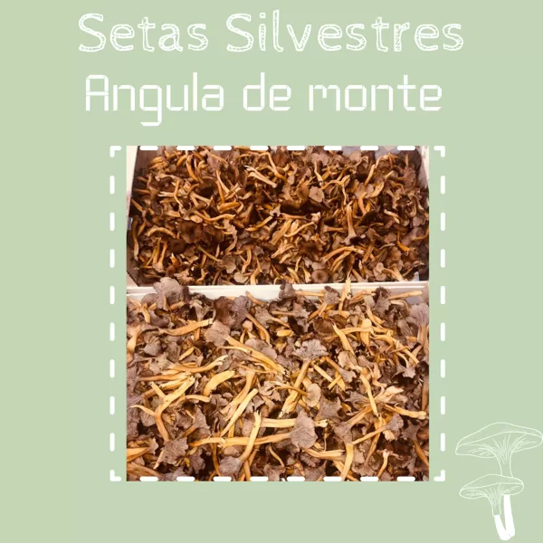 Angula de Monte