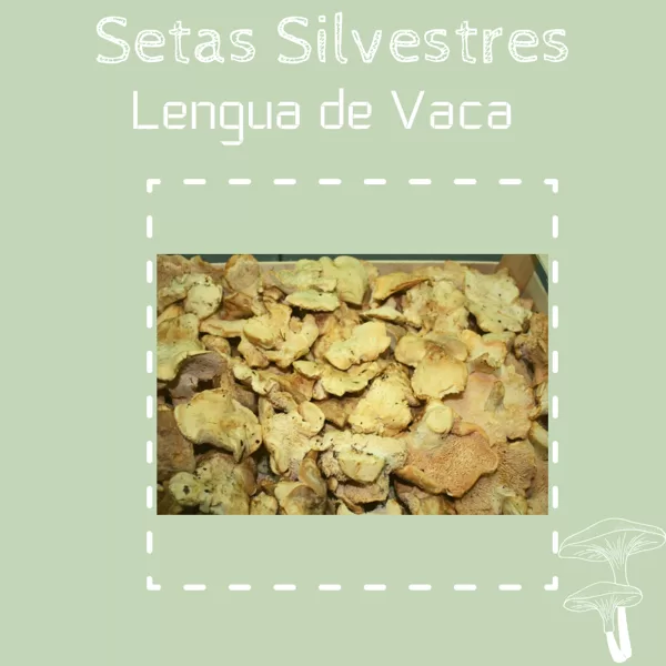 Lengua de Vaca