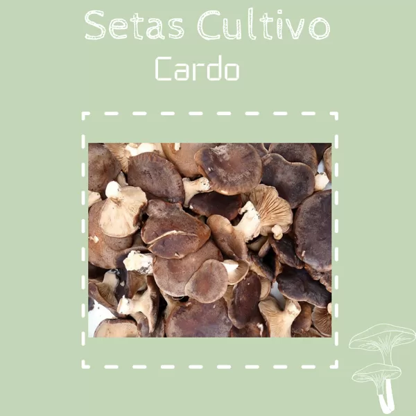 Cardo