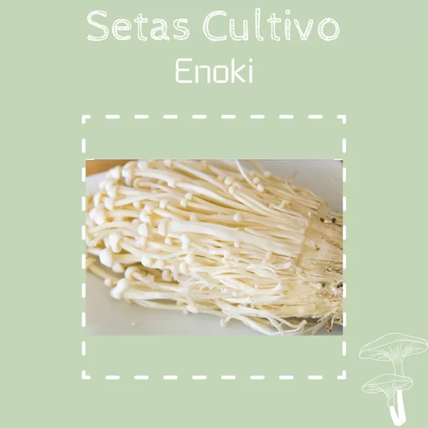 Enoki